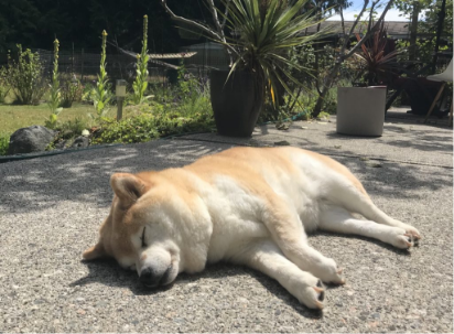 Mochi the Shiba Inu Sleeping